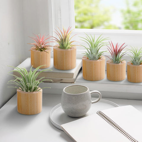 Bigmeta air plant holder 1-4in angle view minimal cute decor