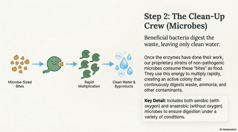 Bio Pure whey-powered bacteria at work, feeding microbes.