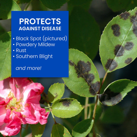 BioAdvanced All-In-One Rose and Flower Care base application at soil level