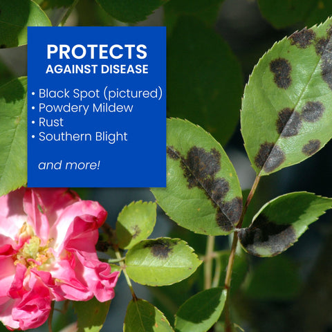 Healthy rose with vibrant petals treated by BioAdvanced care