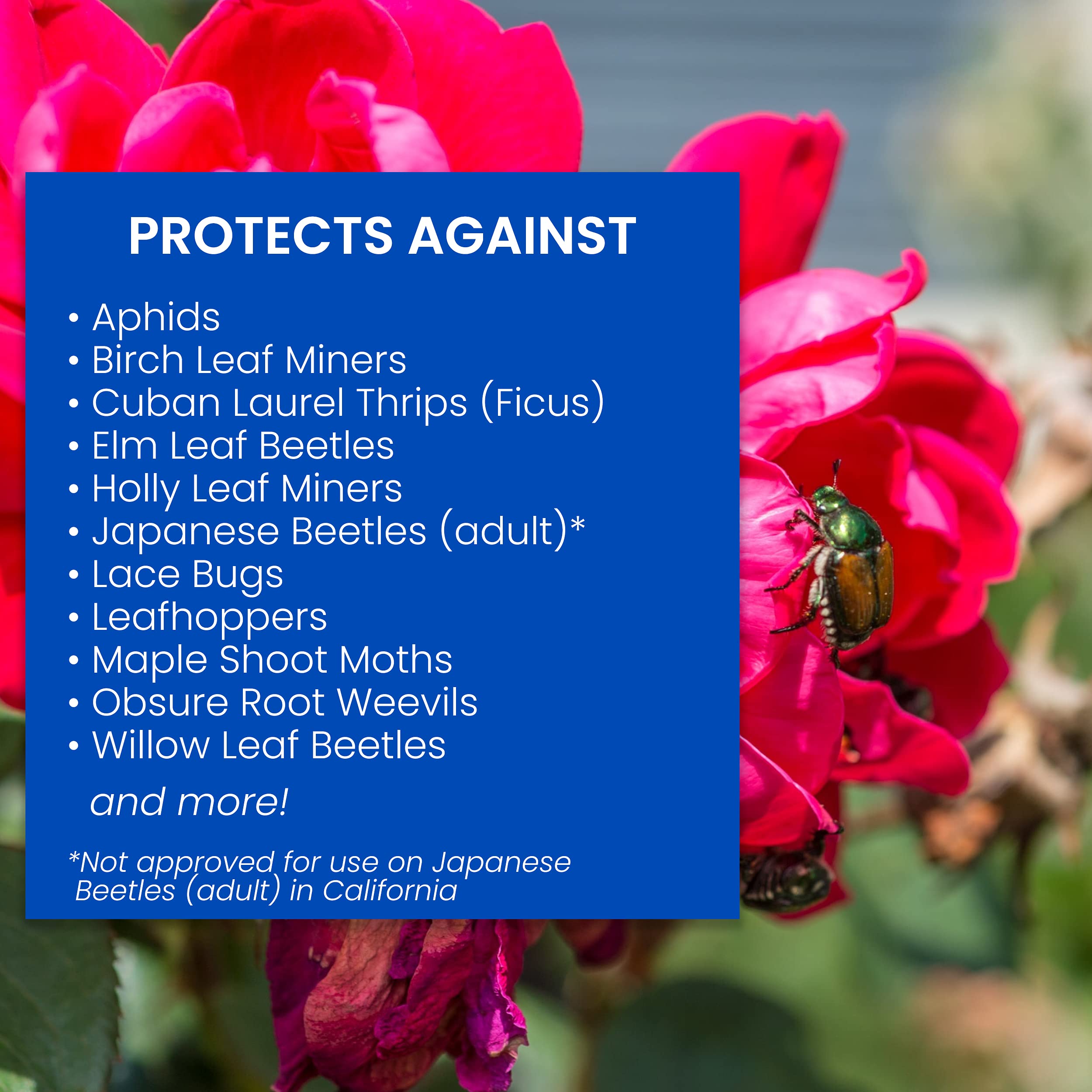 Pouring BioAdvanced All-In-One granules into soil beside roses
