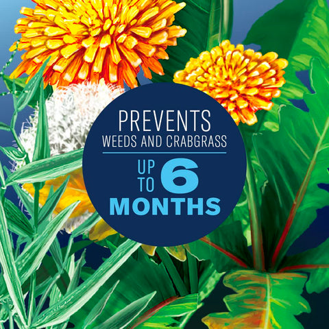 BioAdvanced crabgrass and dandelion weeds being killed for a healthier lawn
