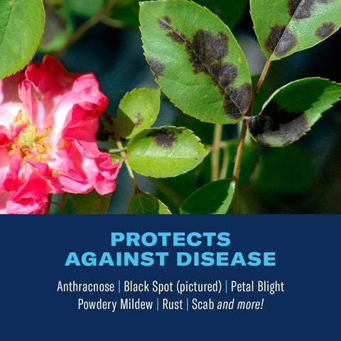 BioAdvanced-treated plants show reduced black spot and powdery mildew