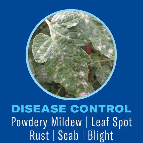 BioAdvanced Gnat Killer for Indoor Plants targeting soil-dwelling gnats.