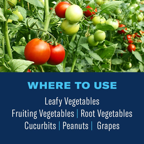 Harvest-ready tomatoes after BioAdvanced treatment.