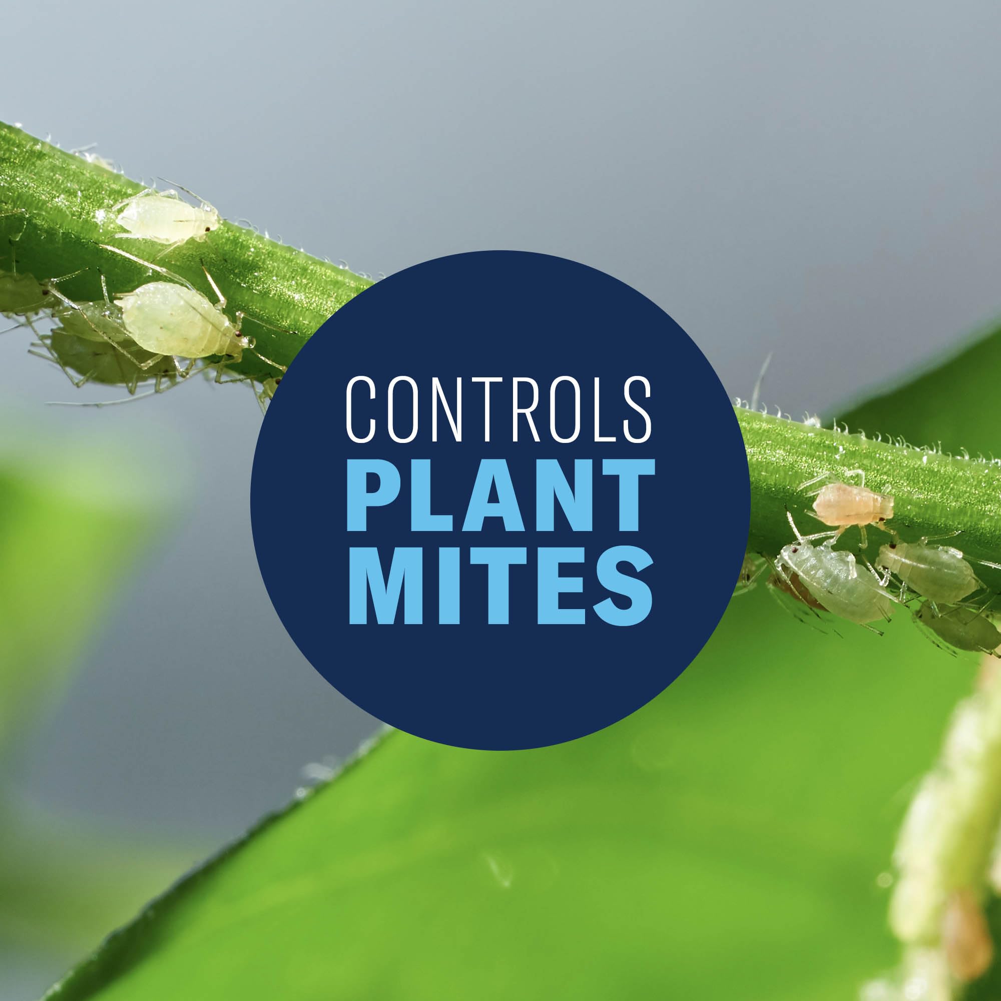 BioAdvanced spray targets aphids and beetles on roses and shrubs outdoors.