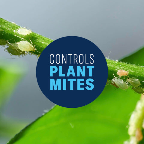 BioAdvanced spray targets aphids and beetles on roses and shrubs outdoors.