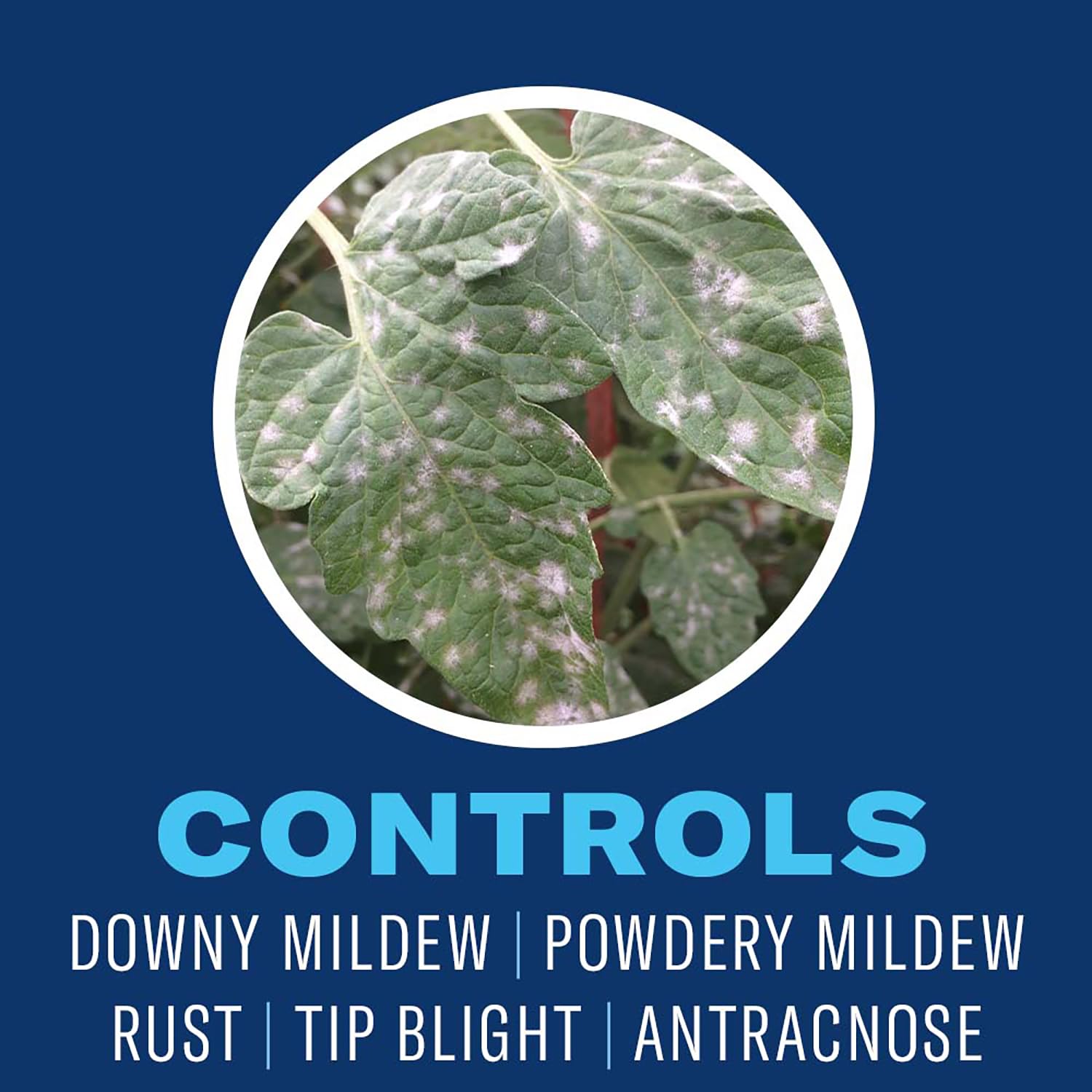 BioAdvanced Neem Oil protects fruits and vegetables in the garden