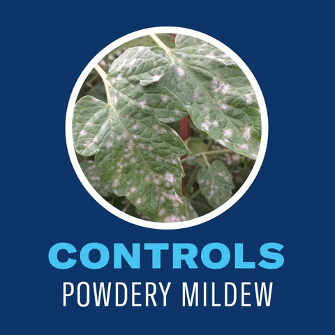Application of BioAdvanced Organics Houseplant Insect Killer on indoor plants.