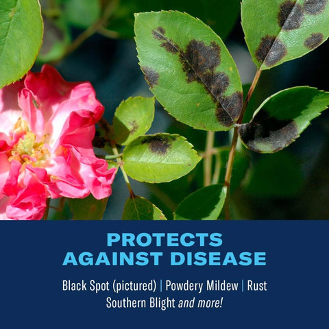 BioAdvanced pest-control close-up targets adelgids and aphids on roses.