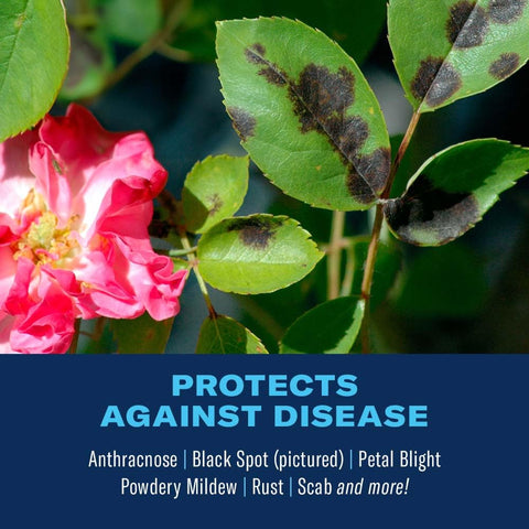 BioAdvanced rose spray application on blooms for vibrant, protected flowers.