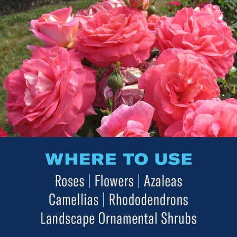 Leaves showing healthier growth after BioAdvanced Shrub Care treatment reduces disease.