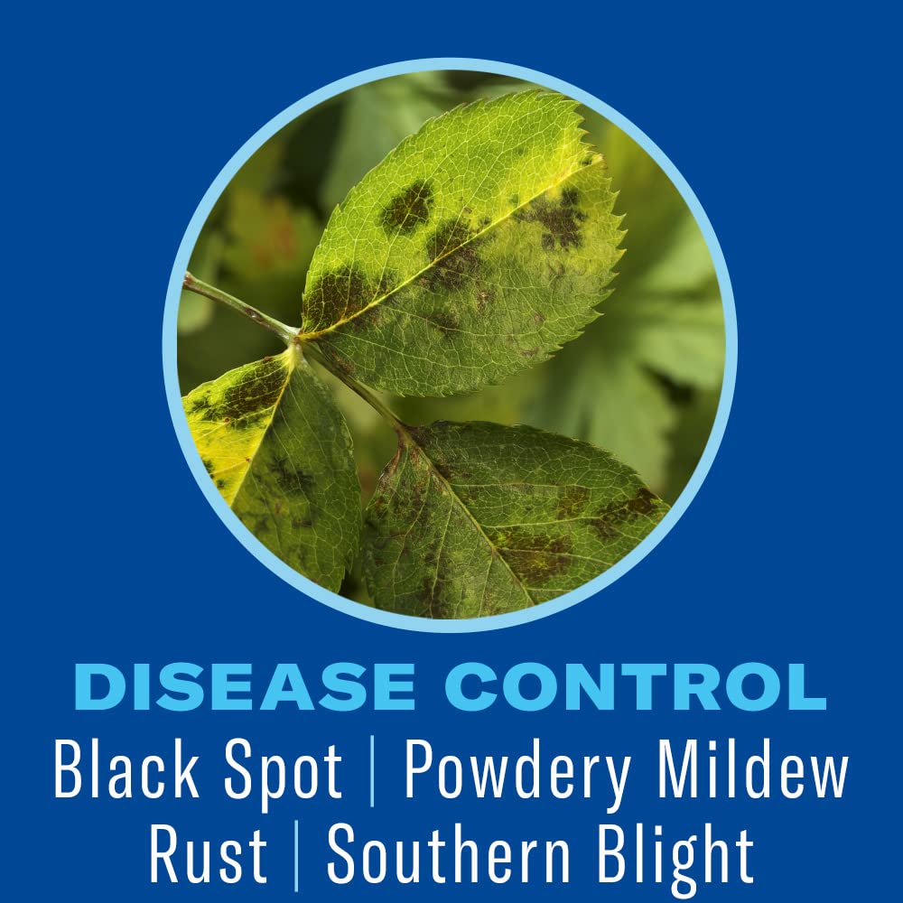 Healthy, lush shrub with vibrant leaves after applying BioAdvanced Shrub Care.