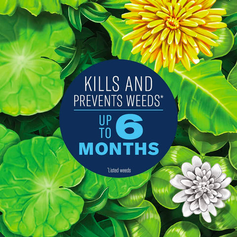 BioAdvanced southern lawn weed killer for St. Augustinegrass and Floratam.