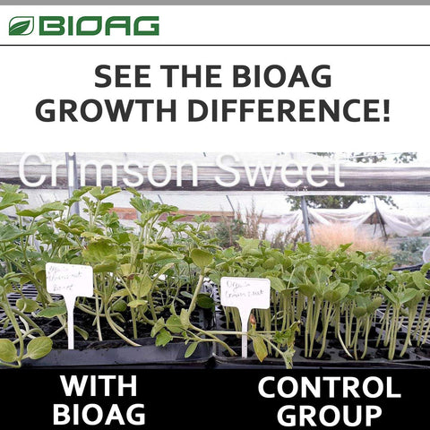 BioAg Ful-Power in soilless media planters promotes efficient nutrient uptake.