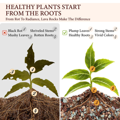 BIOMAND lava rocks are durable and reusable for long-term gardening.
