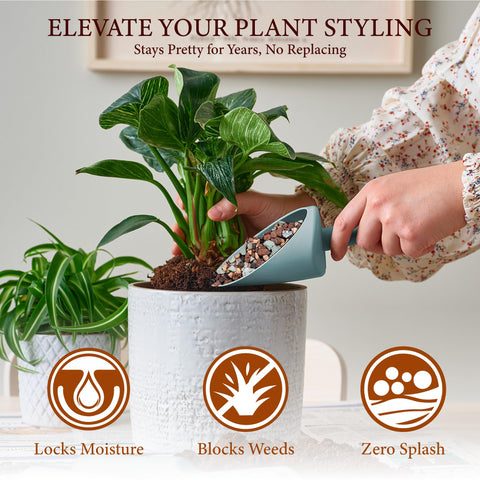 BIOMAND rocks suit succulents, orchids, cacti, and bonsai aesthetics.
