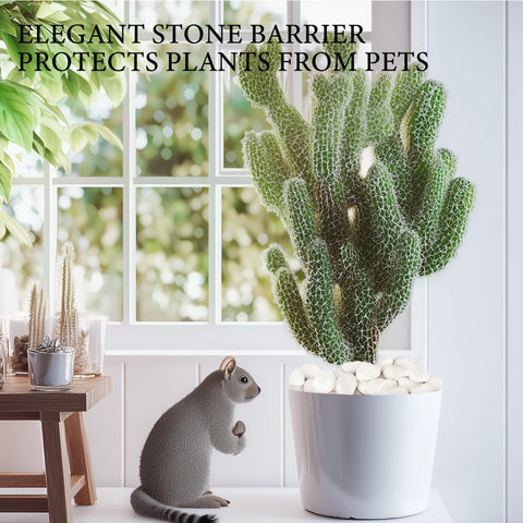 BIOMAND white river rocks brighten terrariums and succulents.