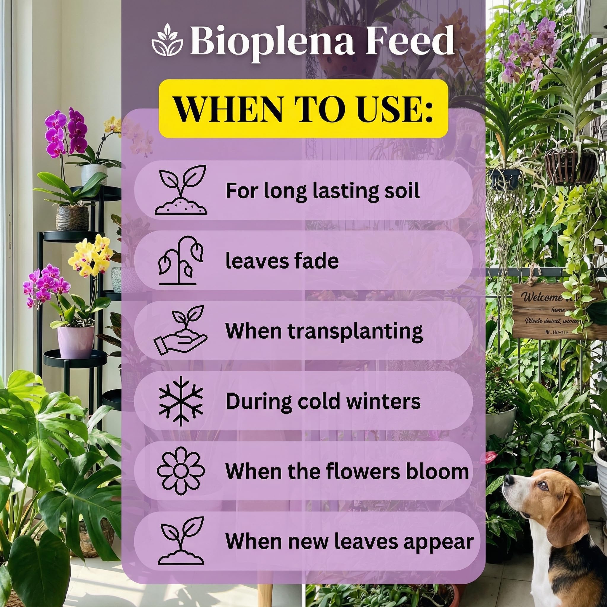 BIOPLENAFEED strong roots and healthy growth in potted plants