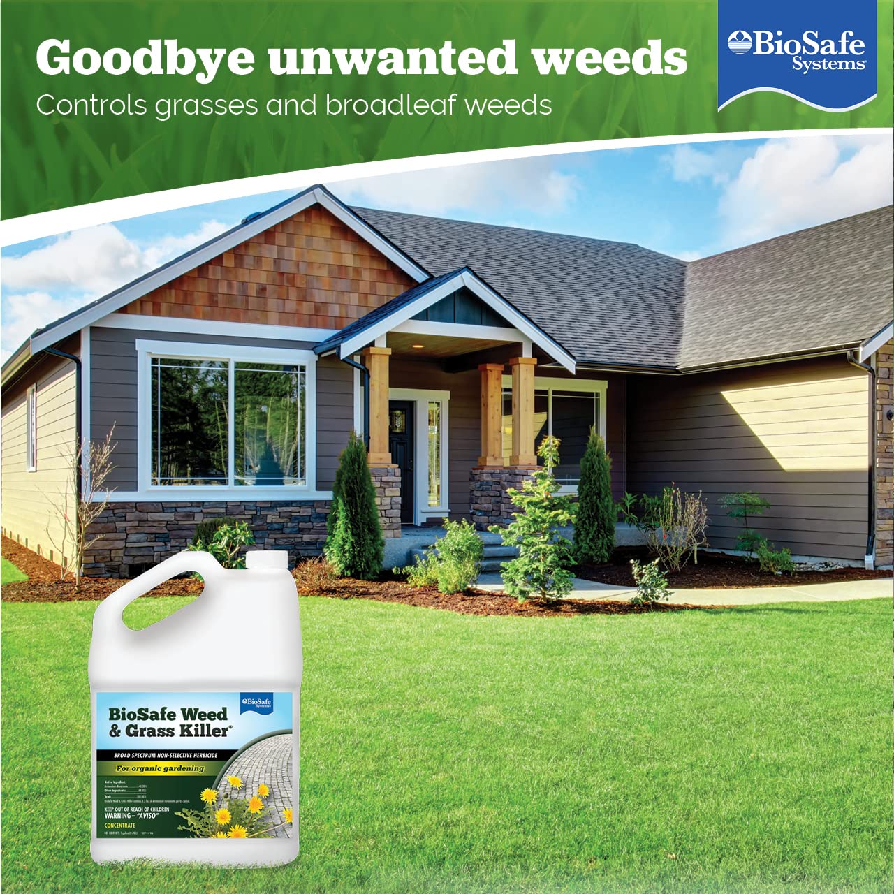 BioSafe Weed Killer action on weeds shows rapid results in the garden.