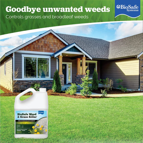 BioSafe Weed Killer action on weeds shows rapid results in the garden.