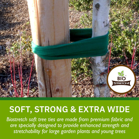 Biostretch tree tie with stake demonstrates professional garden support.