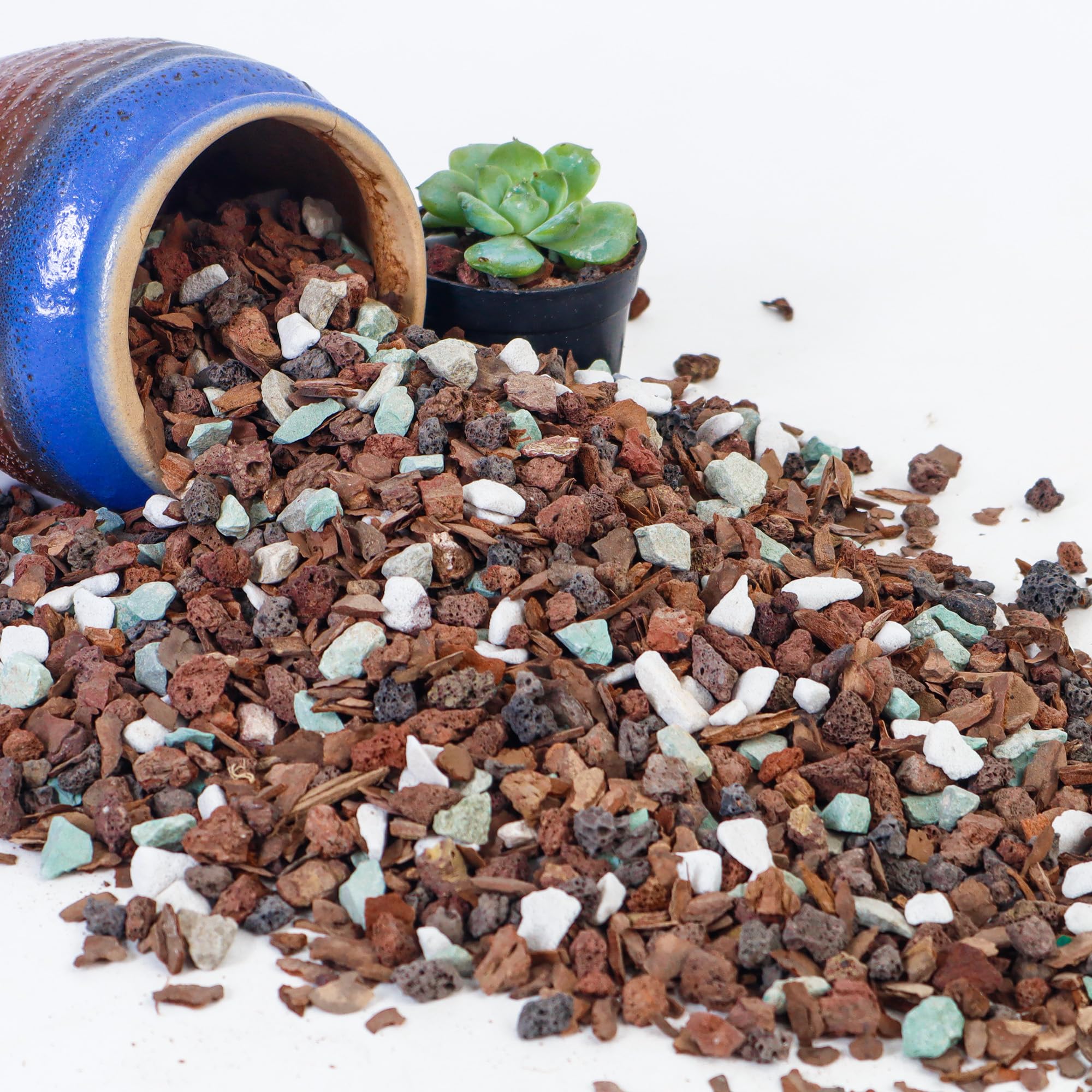 Biotolot bonsai soil mix with lava rock improves drainage for healthier roots.