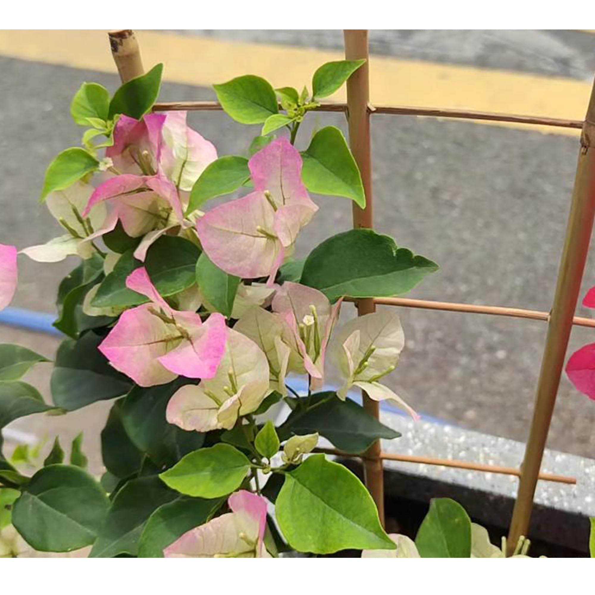 Biotolot potted plant decor trellis creates vertical interest by doors.
