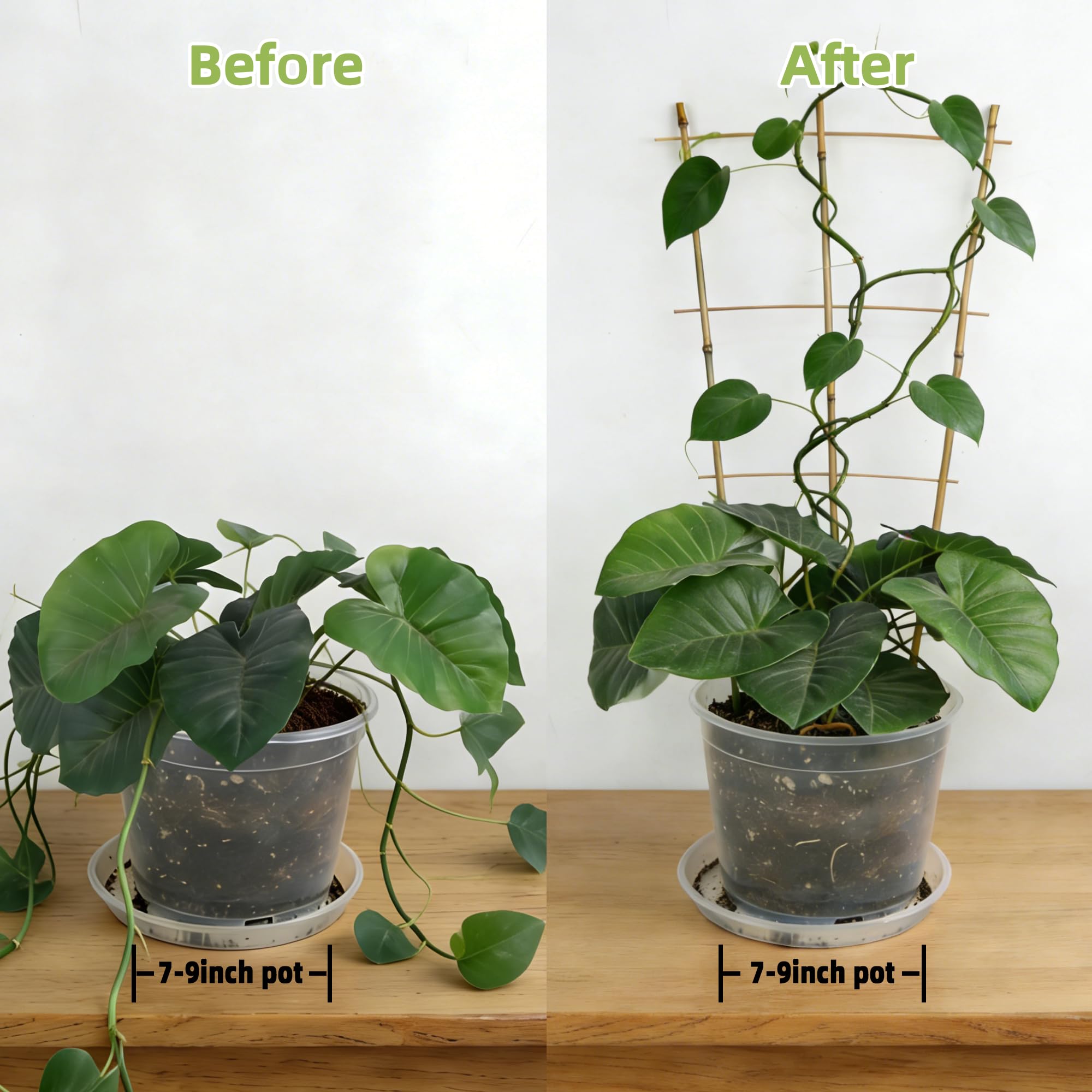 Biotolot ladder support helps vines grow upward with airflow.