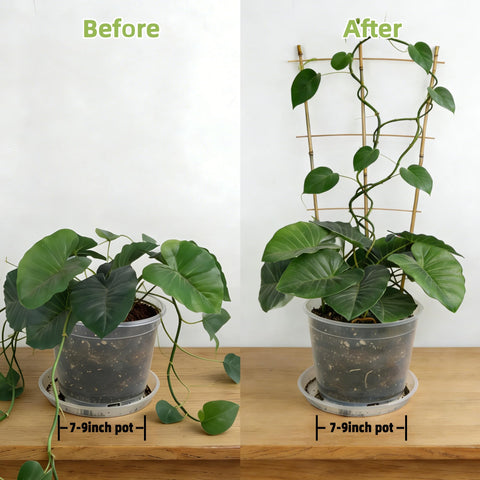 Biotolot ladder support helps vines grow upward with airflow.