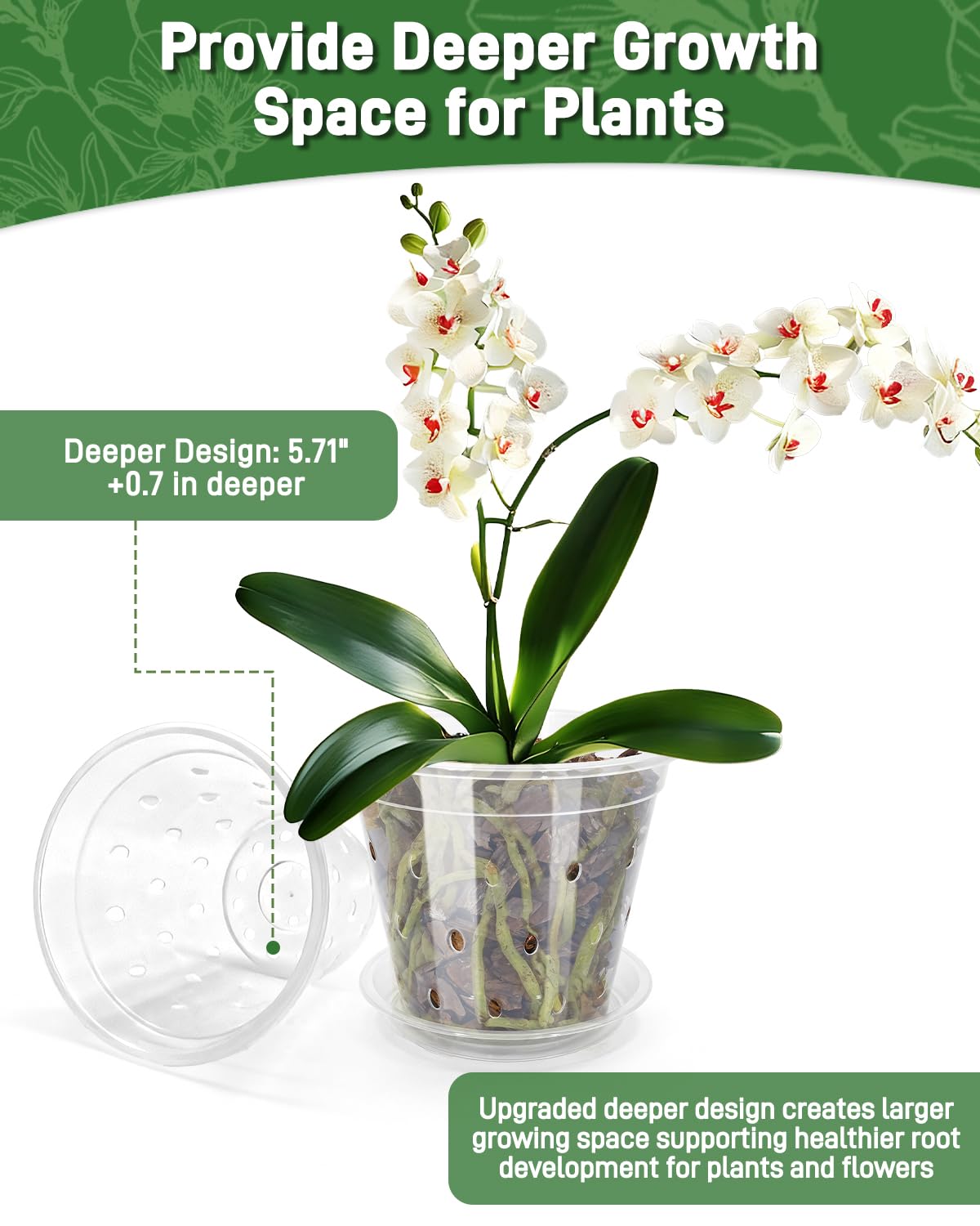 Biotolot clear pot allows quick moisture checks through transparent walls.