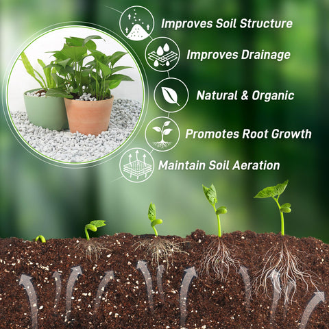 Biotolot perlite top-dressing for succulents and orchids enhances visual appeal