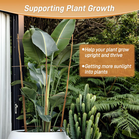 Biotolot plant-support for climbing vines keeps stems organized
