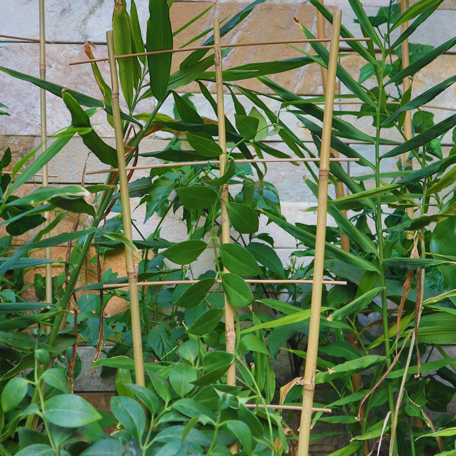 Biotolot versatile trellis for flowers, vegetables, and decorative displays