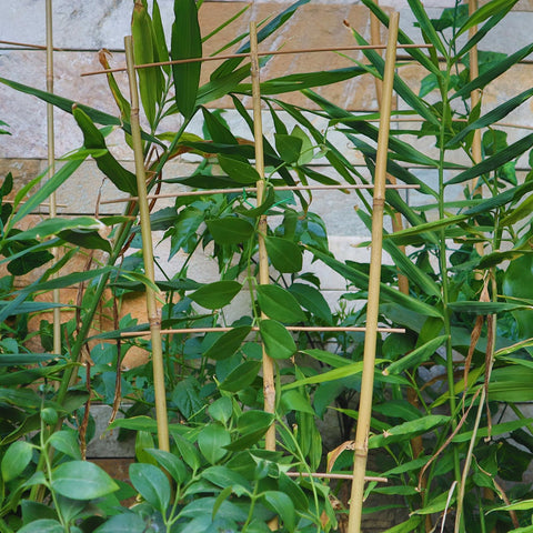 Biotolot versatile trellis for flowers, vegetables, and decorative displays
