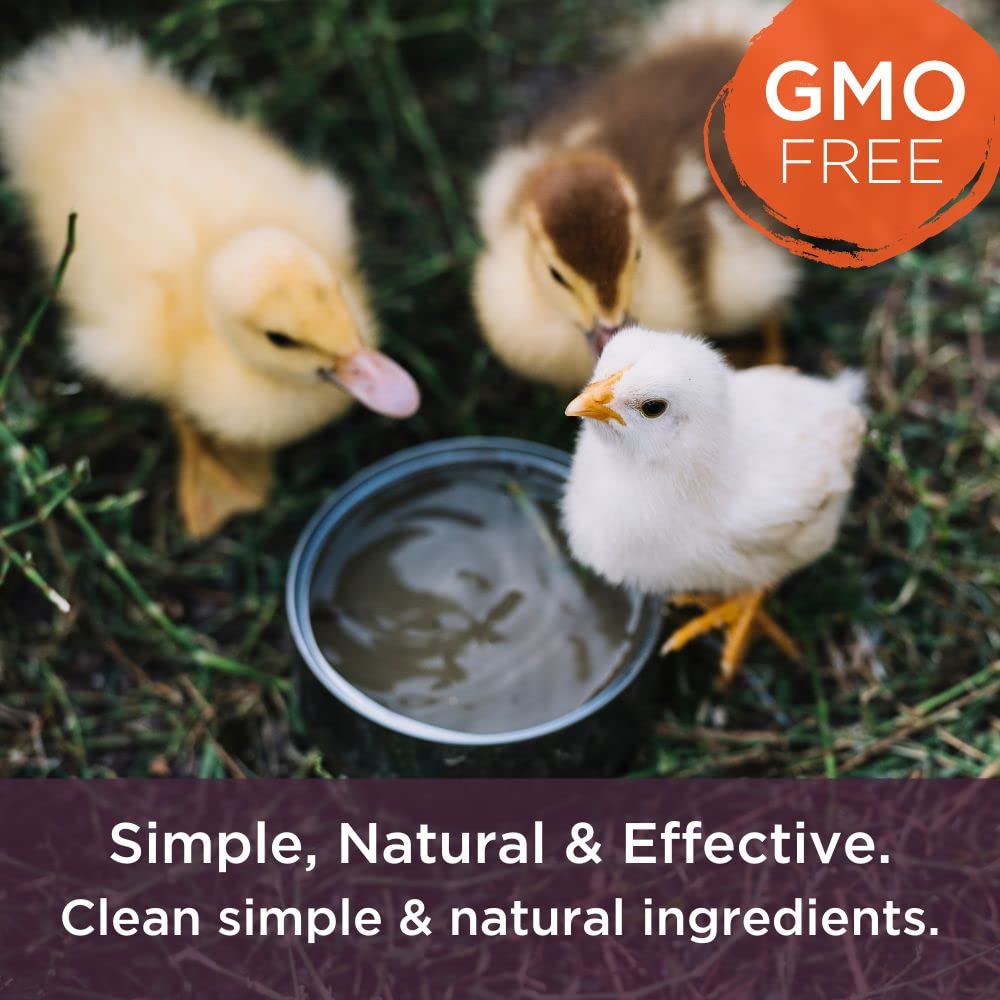Bioverse Dr. Connie probiotic-electrolyte powder in ducks' drinking water.
