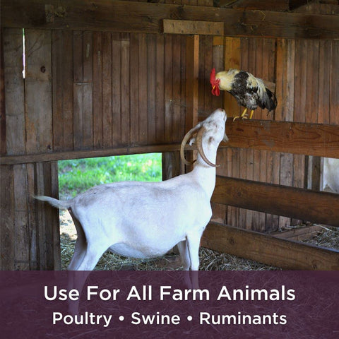 Bioverse Dr. Connie probiotic-electrolyte powder supports goat gut health and hydration.