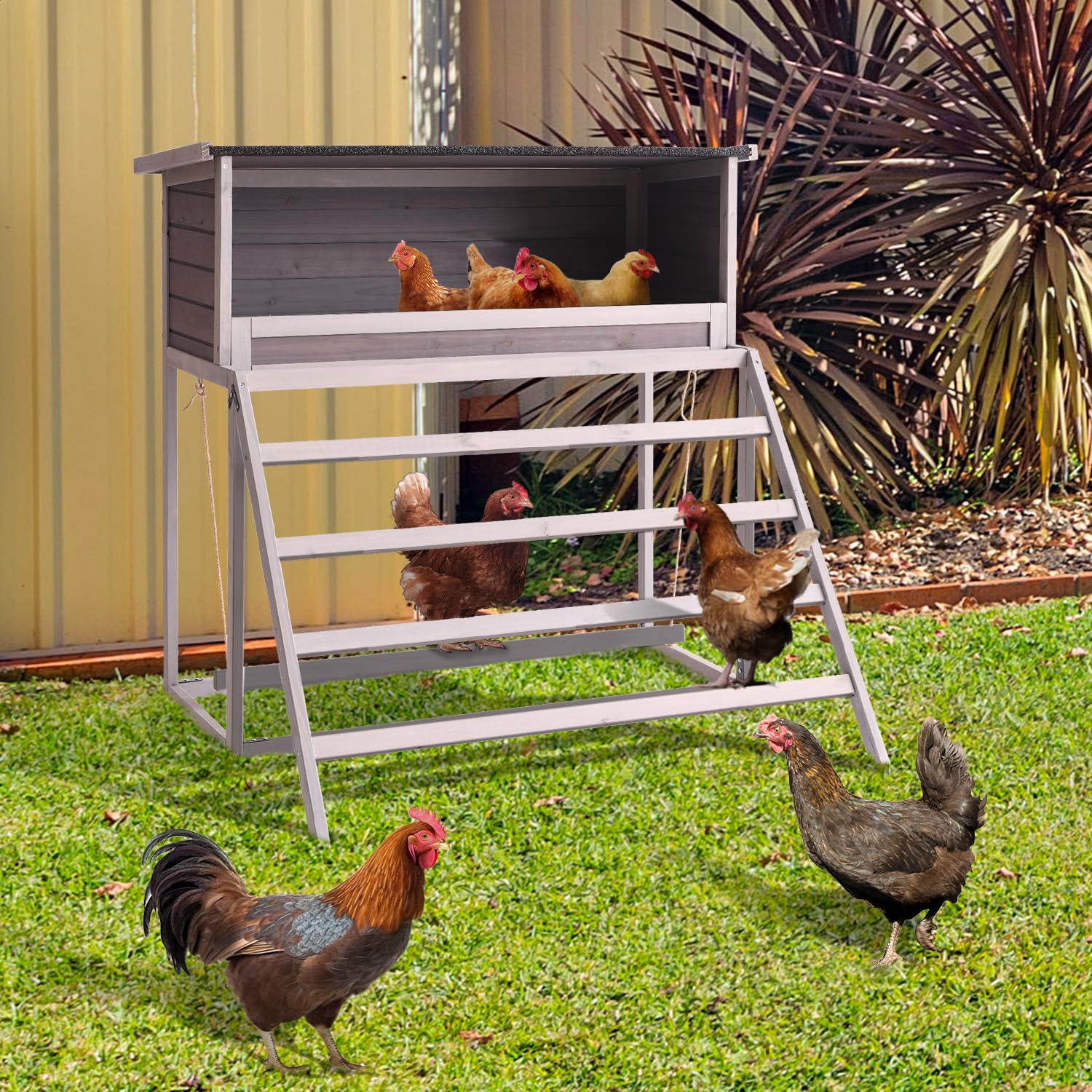 BIRASIL egg-laying space supports calm, orderly egg deposition in coop.