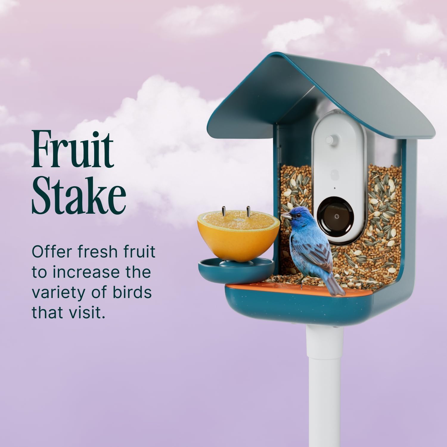 Birdbuddy blue design complements feeder aesthetics and garden setup.