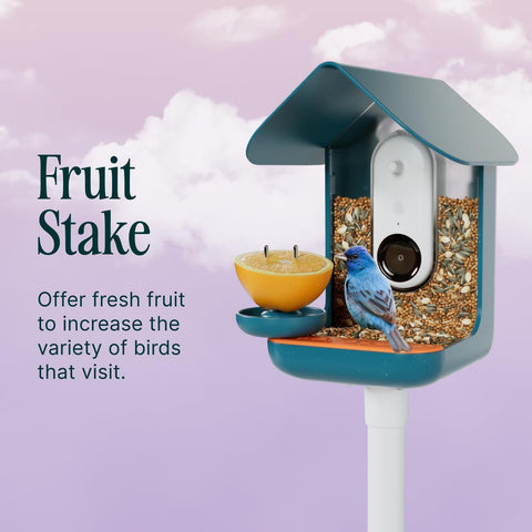Birdbuddy blue design complements feeder aesthetics and garden setup.