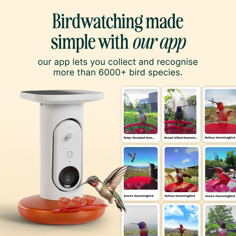 Birdbuddy hanging mount and feeder ready for garden