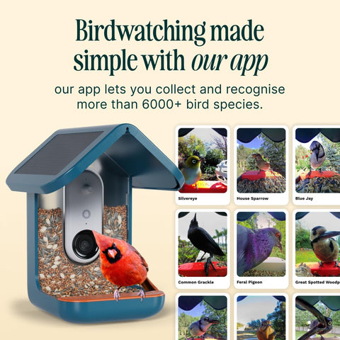 BirdBuddy Pro AI identification recognizes species from feeder footage.