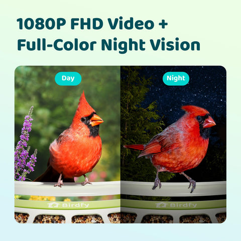 Birdfy 1080p Camera live view delivers crisp feather detail and real-time birds.