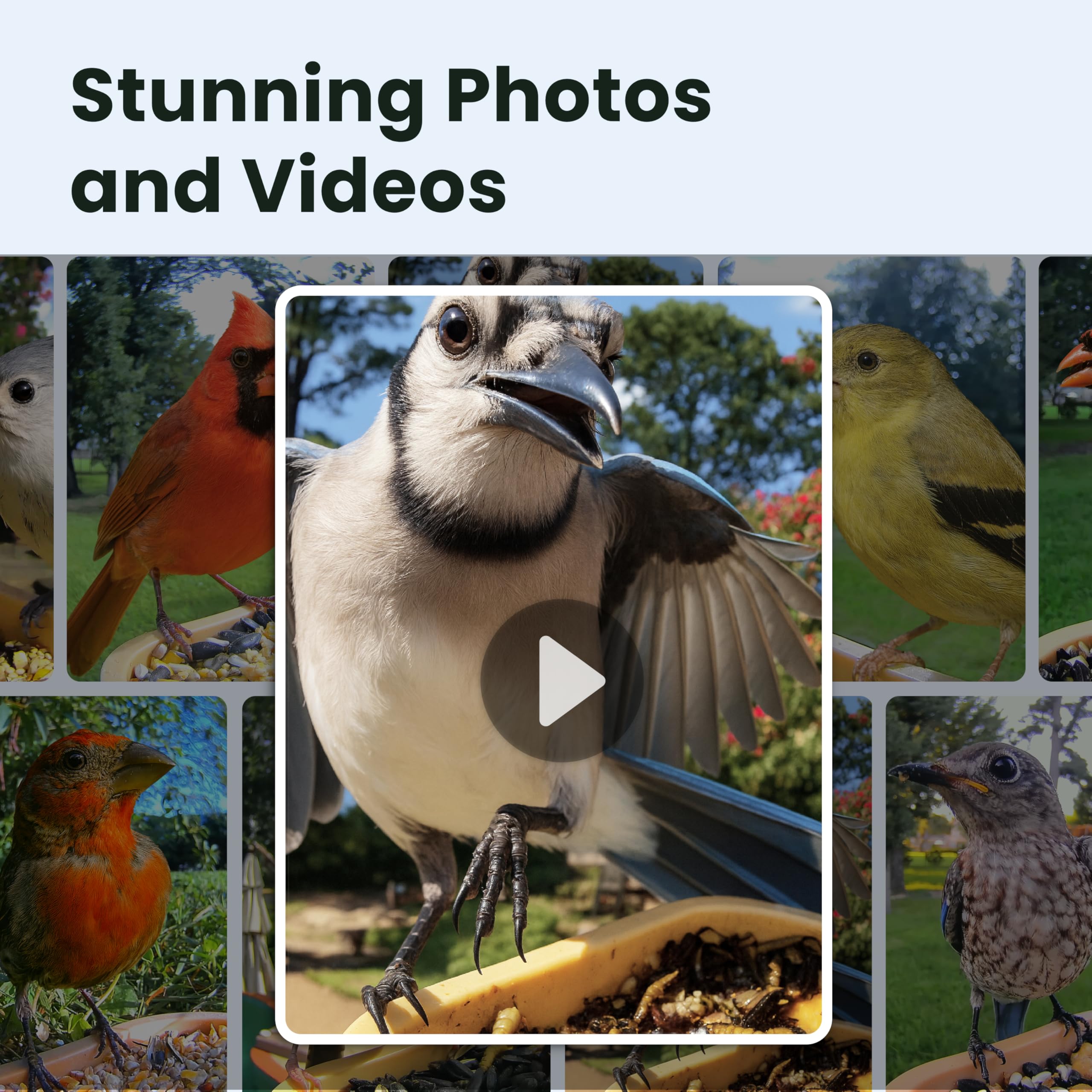 Birdfy 1080p HD video for crisp daytime footage.