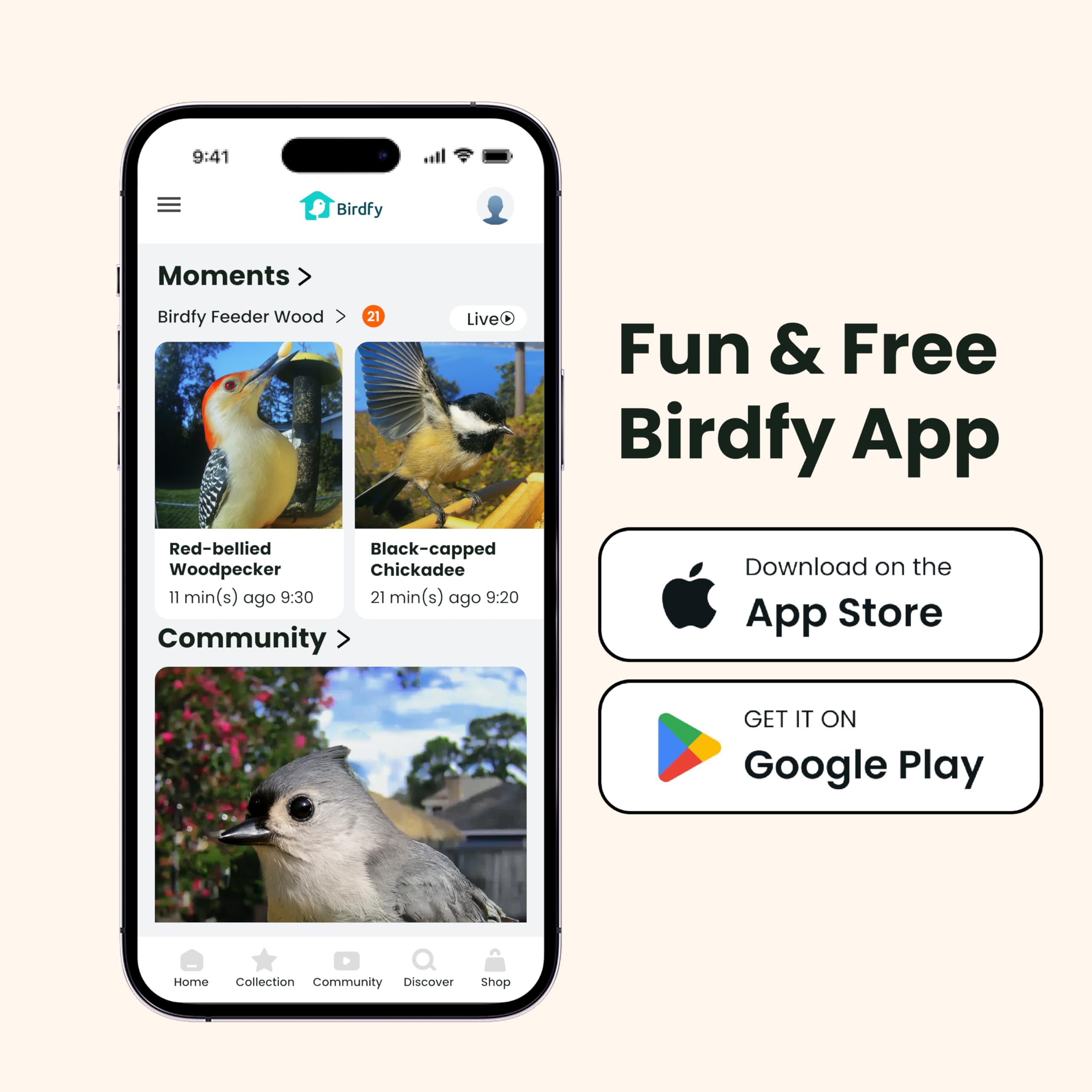 Birdfy 1080p live view delivers crisp details.
