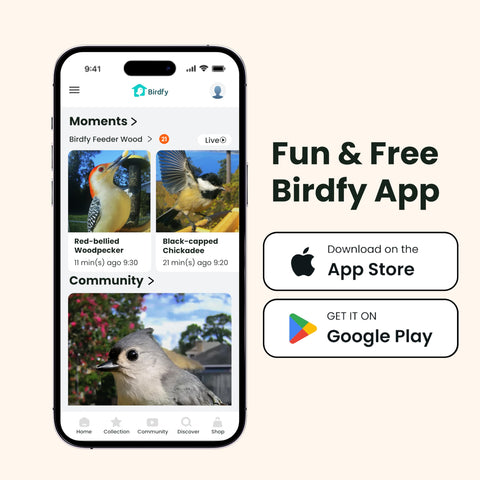 Birdfy 1080p live view delivers crisp details.