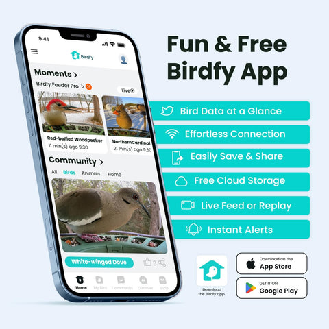 Birdfy 2 cloud storage with weekly recap visuals