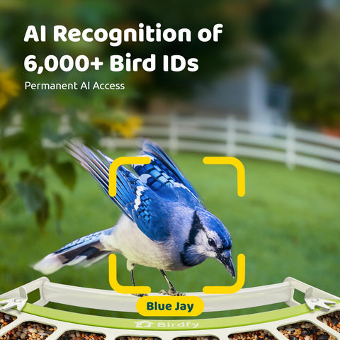 Birdfy AI identification alerts on your phone streamline species watching.