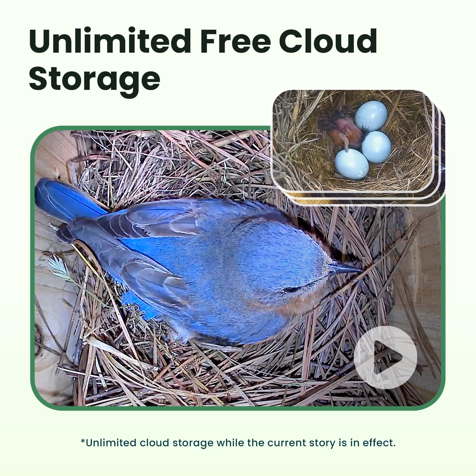 Birdfy AI identifies birds and notifies on your phone for easy tracking.