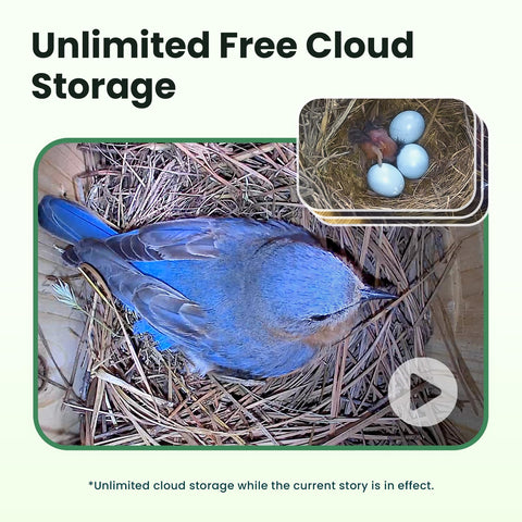 Birdfy AI identifies birds and notifies on your phone for easy tracking.